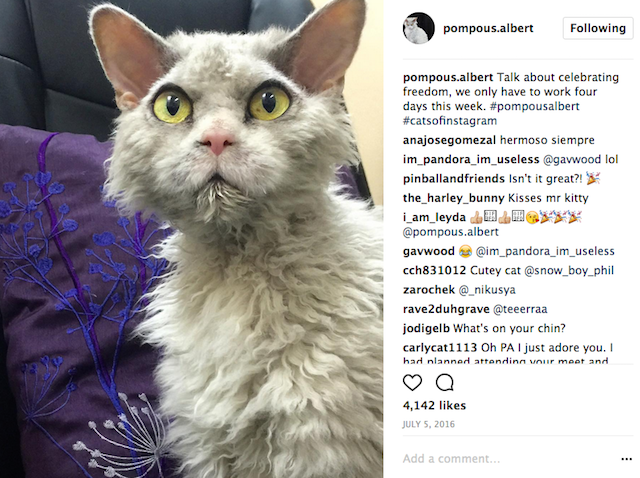 Pompus Albert Sweet Face