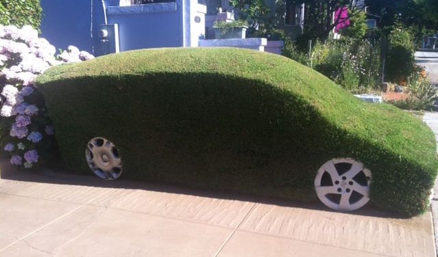 Prius hedge Prius hedge
