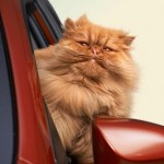 Does Toyota Make the Best Car Commercials?