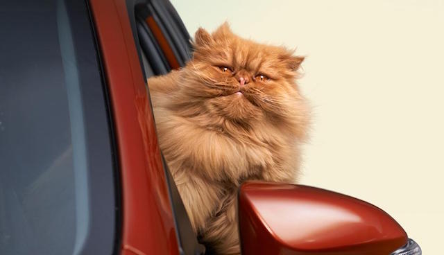 Other cat ad image Other cat ad image