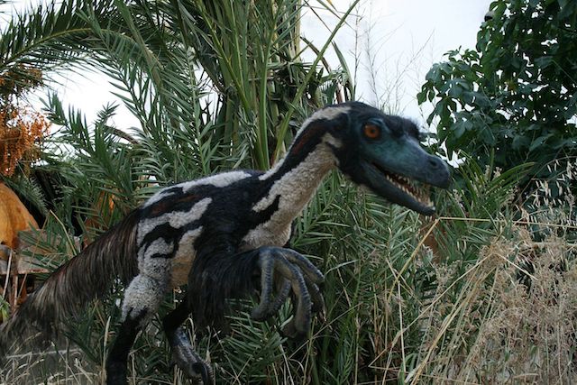 Velociraptor