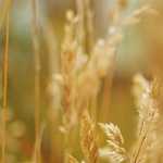 A Closer Look at the New Prius c