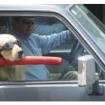 Car Accessories Your Dog Will Drool Over