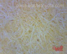 Wix Tacoma Oil Filter