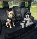 INFINITI Pet Accessories Accessories