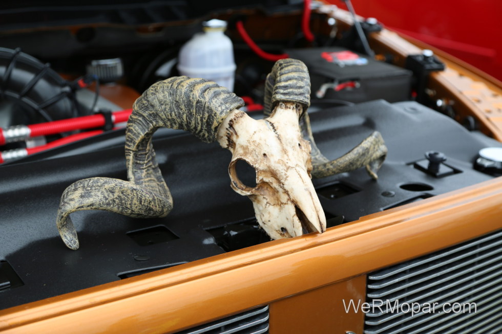 Authentic Ram Horns