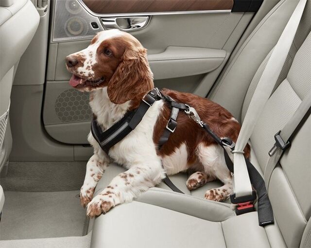31470368 - Interior: Dog Harness - Small for Volvo Image