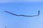 68110539AC - Body Sheet Metal Except Doors: Sunroof Drain Hose, Left for Mopar Image