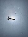 N811451S - Body: Rear Glass Bolt for Ford Image