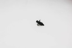 9046707192 - Body: Cowl Cover Clip for Toyota Image